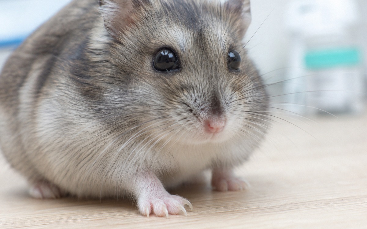 Close up photorealistic shot of a small dwarf hamster standing on a light wooden surface, one front 
