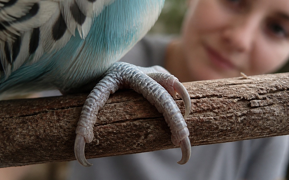 Close-up photorealistic image of a budgerigar foot gripping a natural wooden perch, slightly overgro