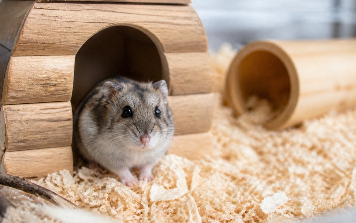 Photorealistic close-up of a cautious dwarf hamster at the entrance of a small wooden hideout in a c