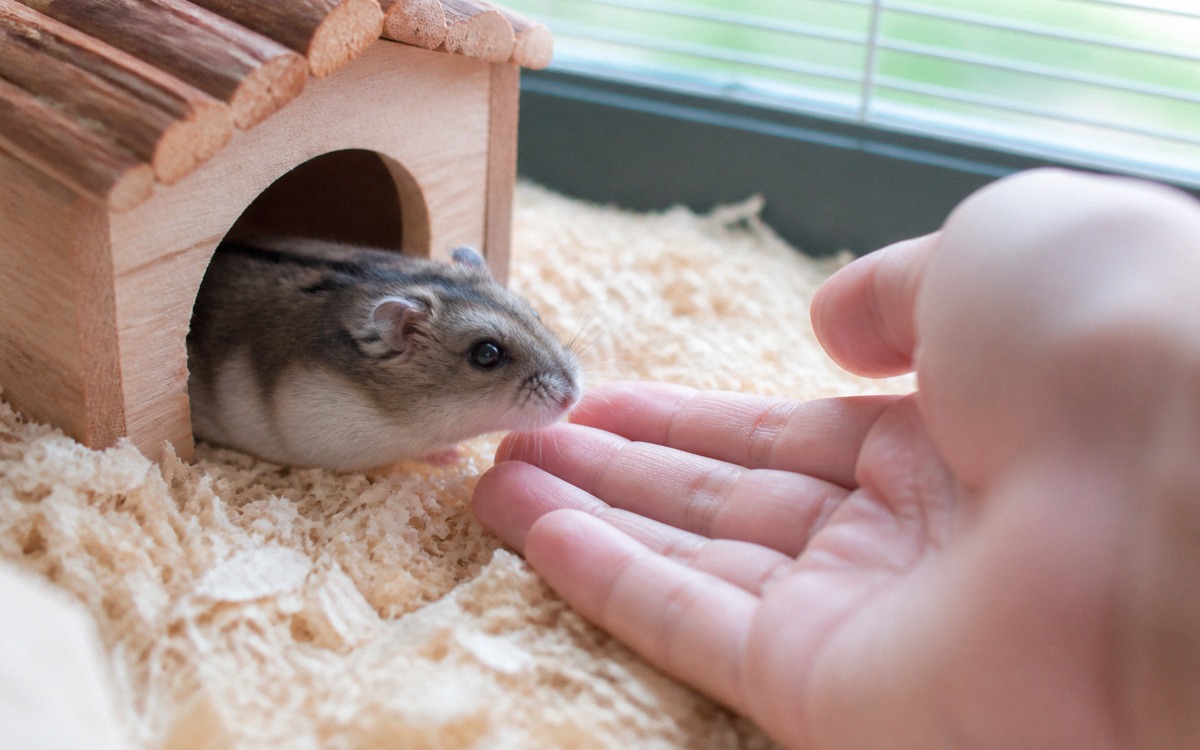 A small dwarf hamster cautiously sniffing a human hand near its wooden hideout inside a clean cage,