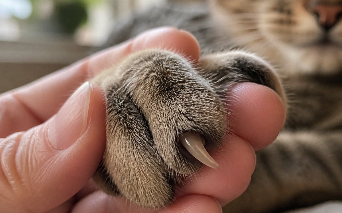 Close-up macro photo of a cat front paw gently held by a human hand, one claw extended and clearly v