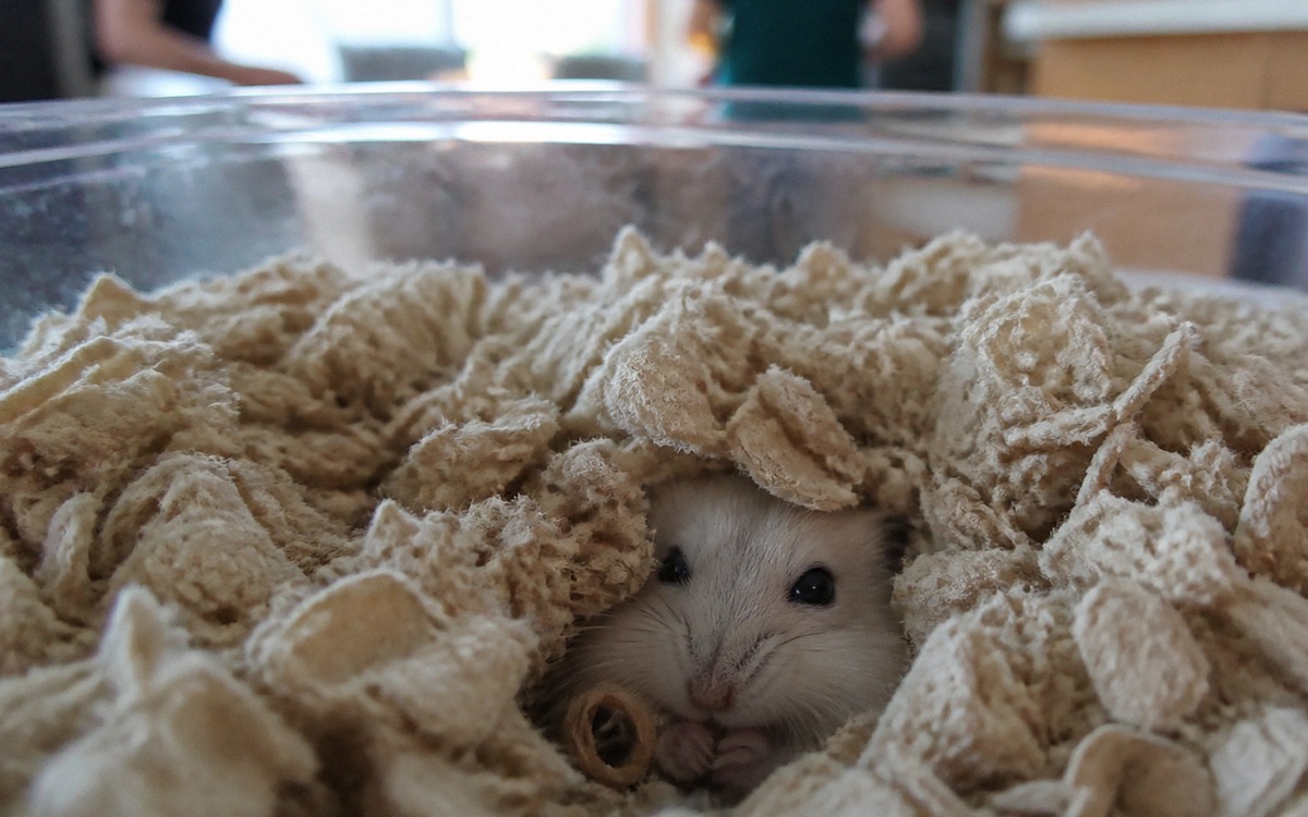 Photorealistic scene of a small dwarf hamster hiding in deep bedding while a bright room light and b
