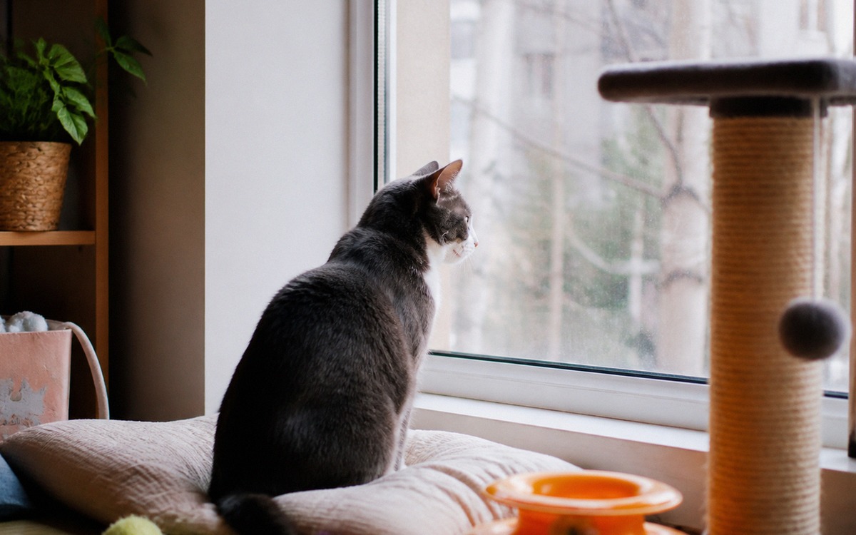 Indoor cat sitting near a window with toys and a scratching post nearby, looking outside between sho