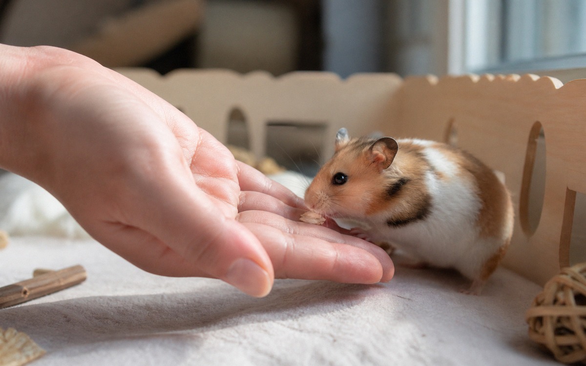 Photorealistic scene of a hamster gently taking a tiny oat flake from an open human palm inside a lo