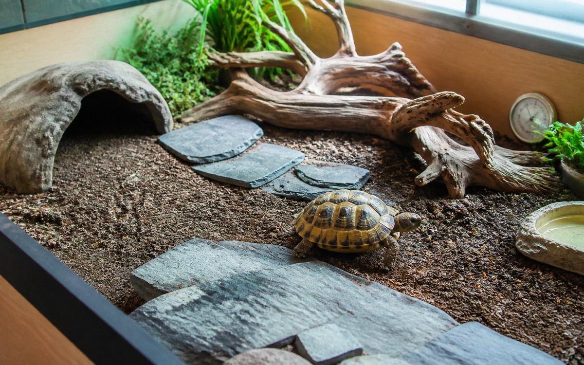 Photorealistic scene of a well arranged tortoise terrarium with natural substrate, flat stones, safe