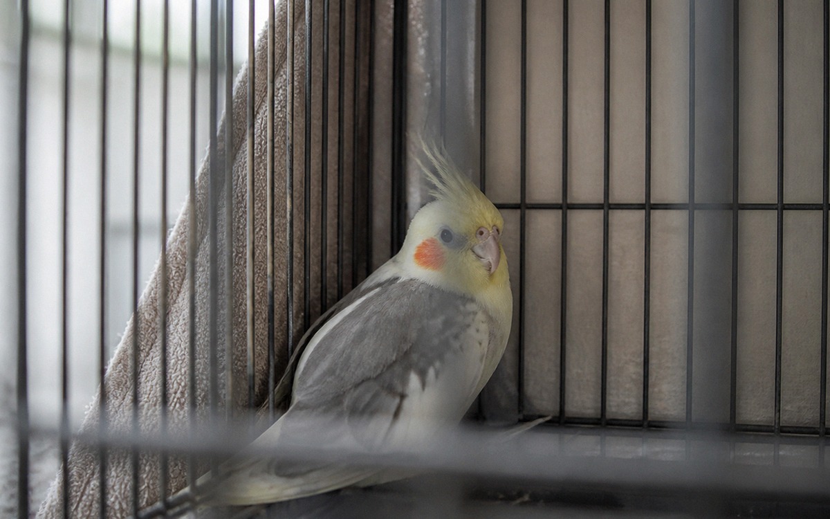 Photorealistic scene of a newly adopted cockatiel sitting in the back part of a cage near a wall, sl