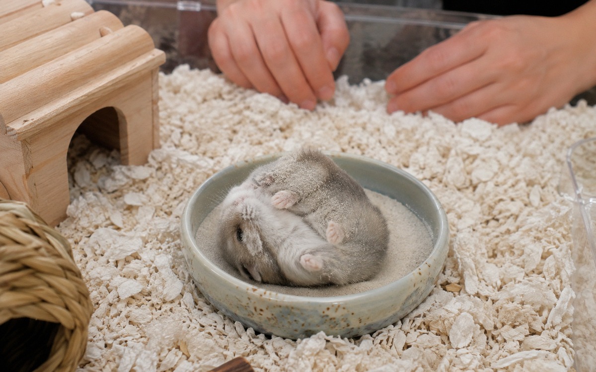 A dwarf hamster rolling in a shallow ceramic bowl filled with fine bathing sand, clean paper bedding