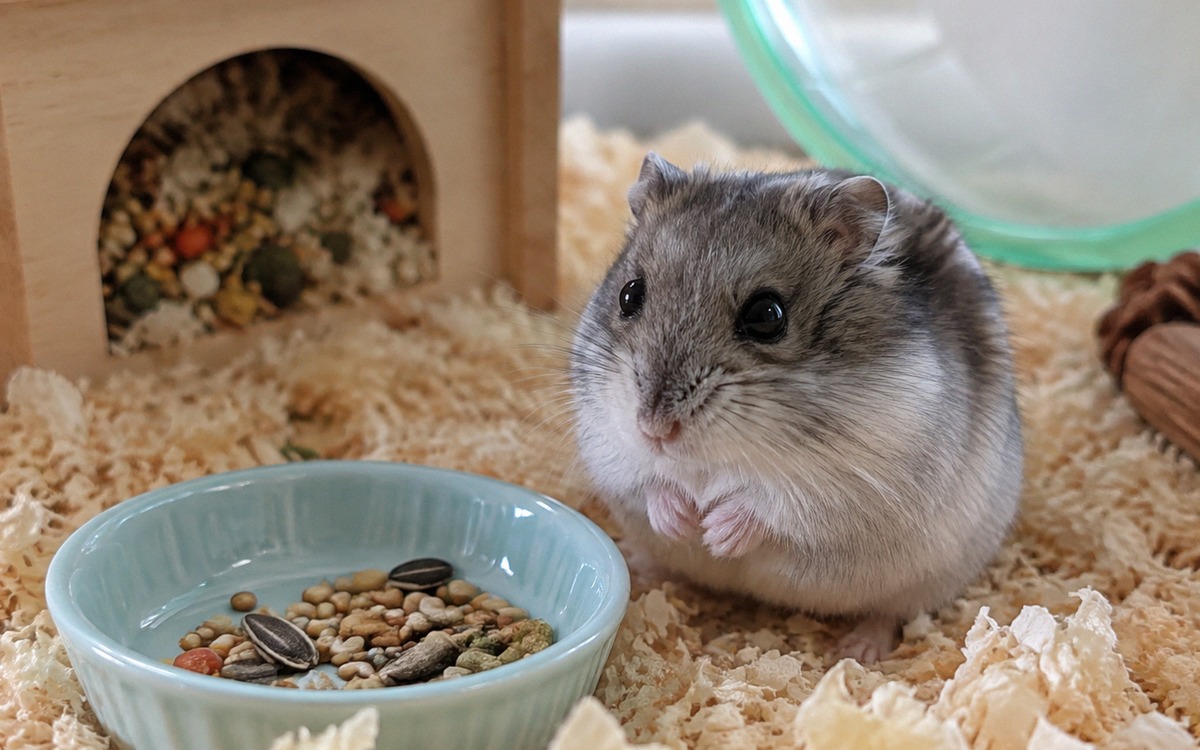 Close-up of a dwarf hamster sitting beside a ceramic food bowl with a few seeds left, hidden food st