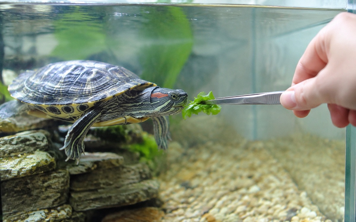 Photorealistic close up of an aquatic turtle reaching toward feeding tongs with leafy greens, human 