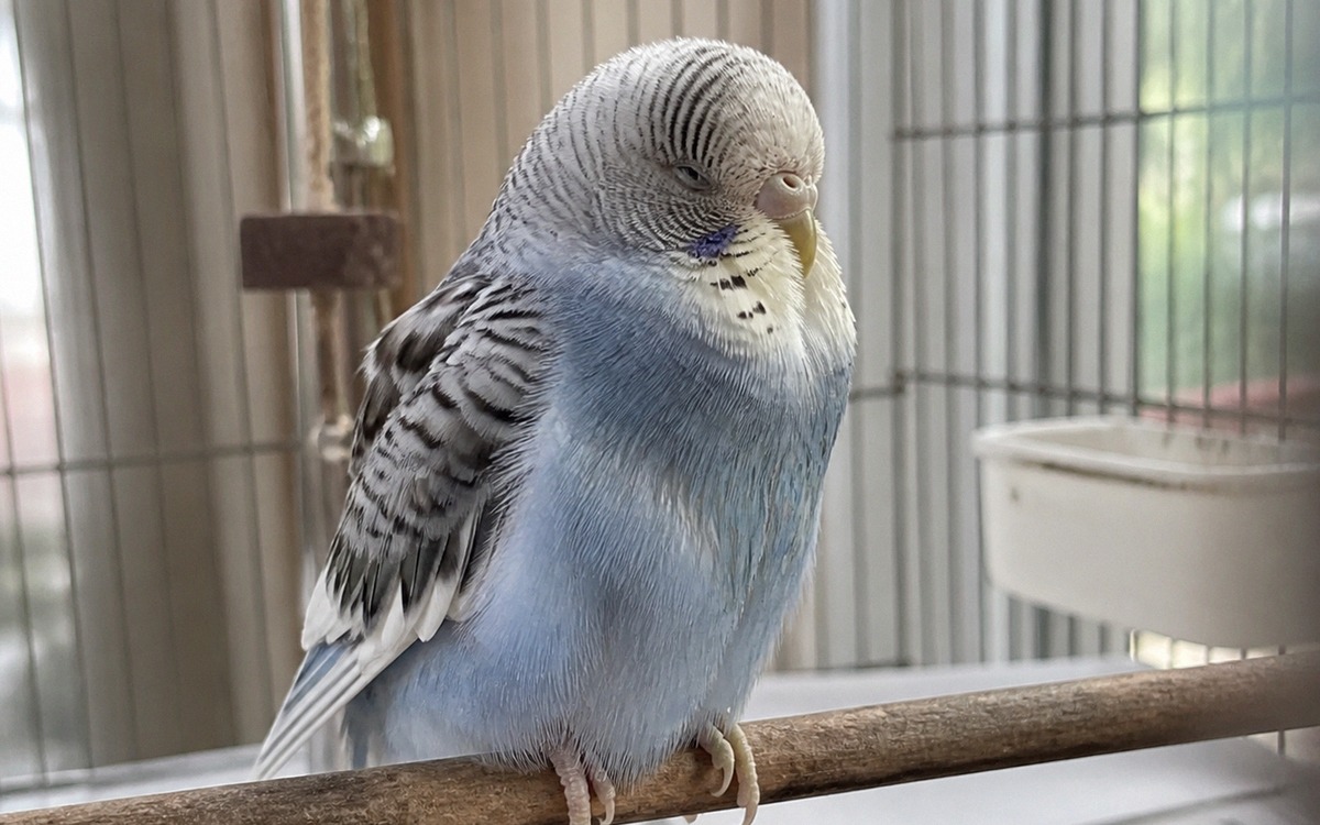 Photorealistic close-up of a small budgerigar sitting fluffed up on a low perch, slightly sleepy pos