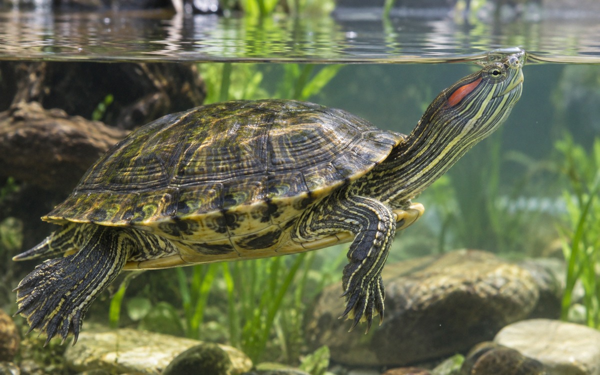 Photorealistic educational scene of a red-eared slider turtle swimming near the water surface in a c