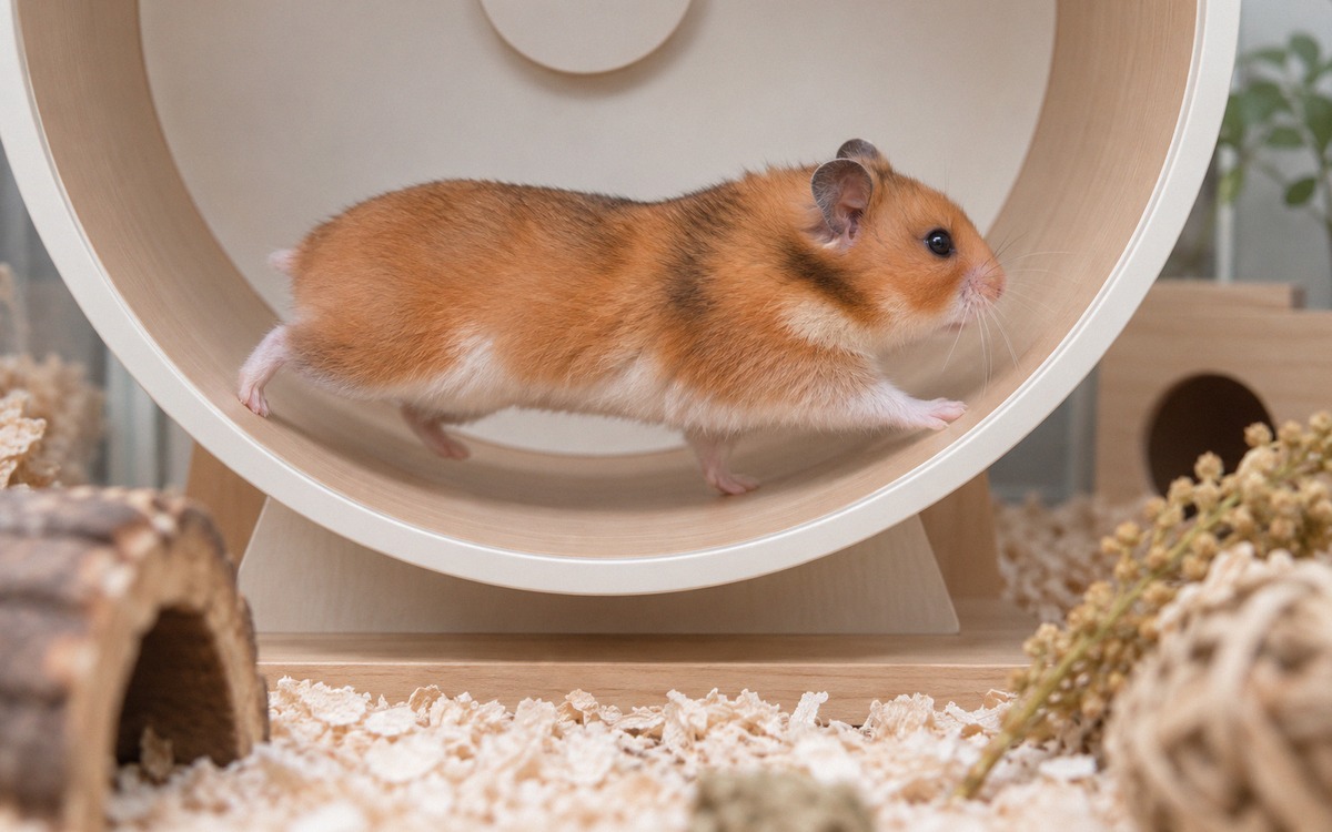 Close-up side view of a Syrian hamster running comfortably in a large solid exercise wheel, its spin