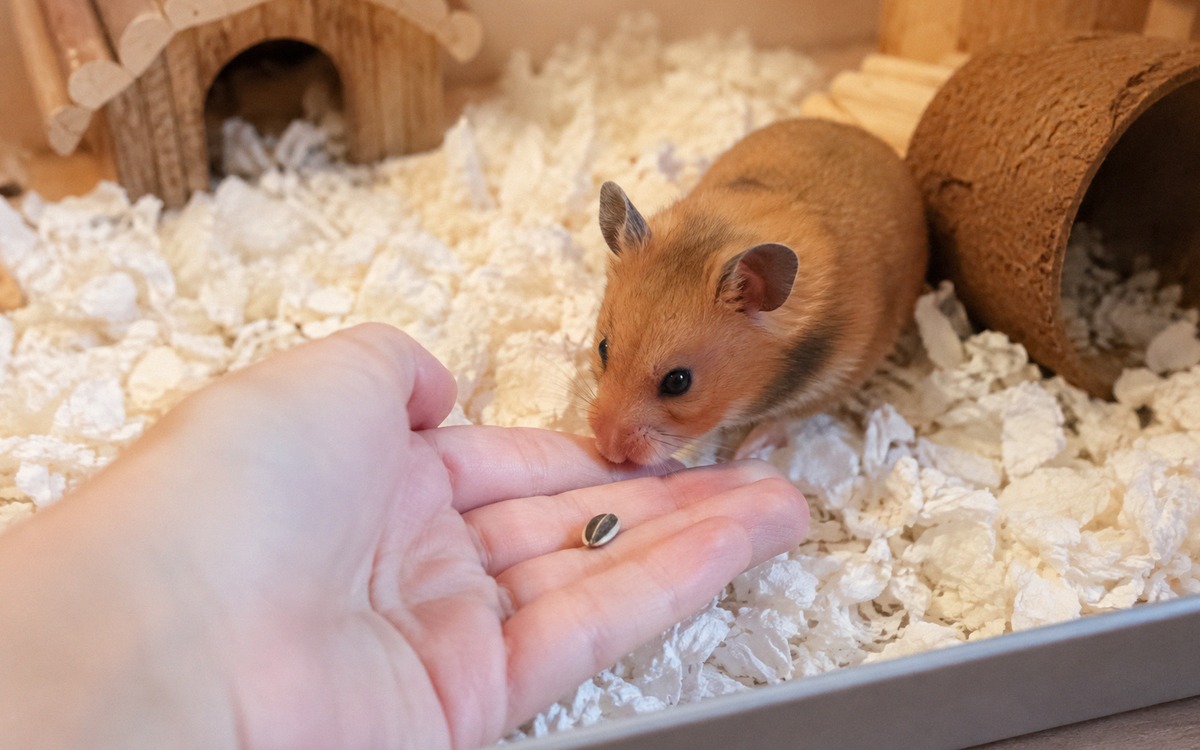 A gentle owner with clean open palm inside a hamster enclosure offering a tiny seed to a cautious go