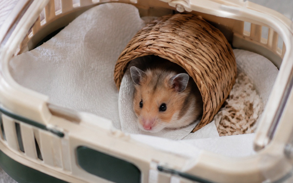A safe low plastic pet carrier prepared for an injured hamster, lined with white paper towels and a