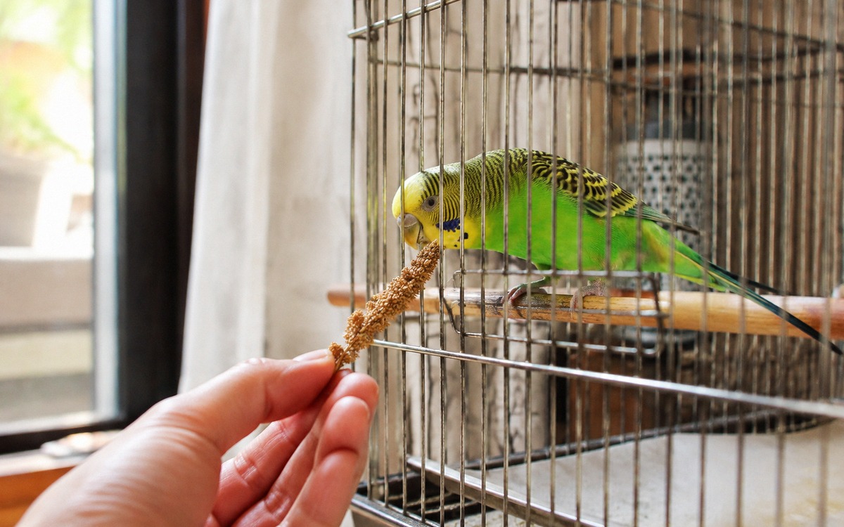 Photorealistic natural photo of a calm hand offering a millet spray through the bars of a cage to a 