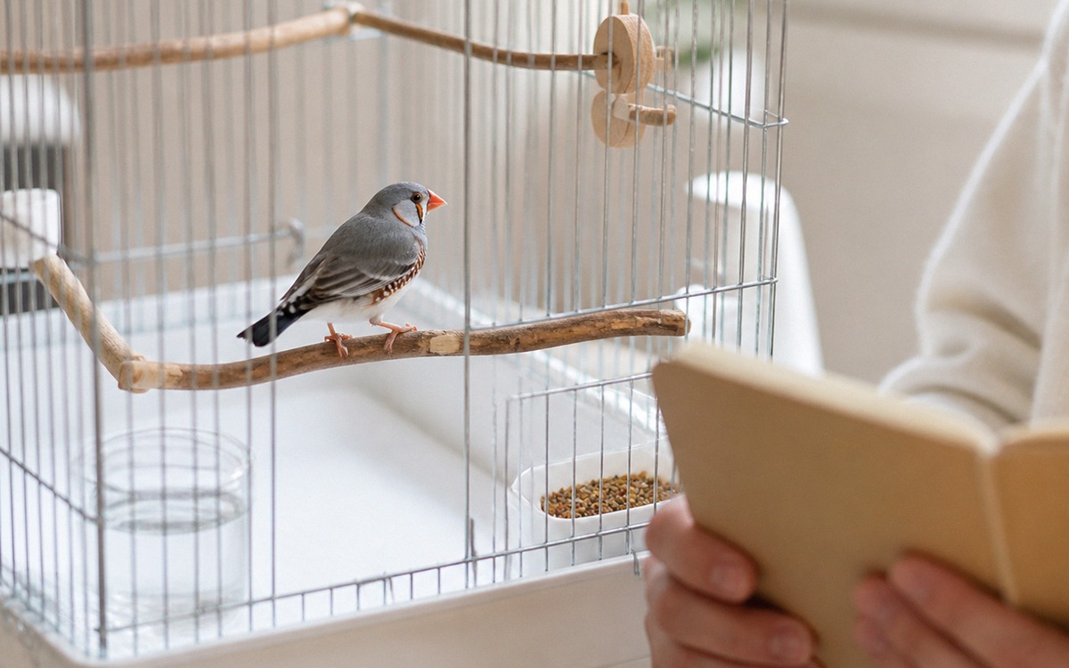 Close-up of a clean bird cage setup with white paper liner, food bowl, water dish, natural perches,